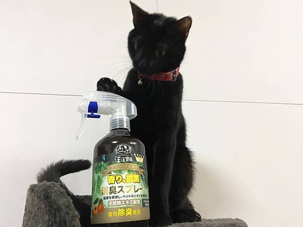 貓咪洗澡推薦_汪汪寶貝