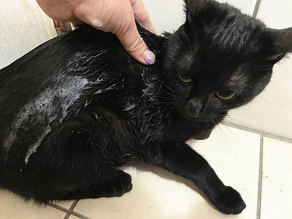 貓咪洗澡推薦_汪汪寶貝