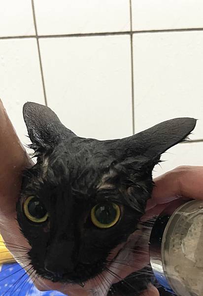 貓咪洗澡推薦_汪汪寶貝