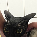 貓咪洗澡推薦_汪汪寶貝