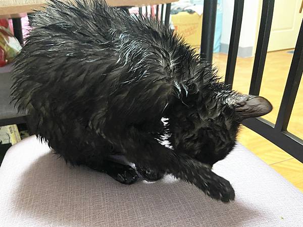 貓咪洗澡推薦_汪汪寶貝