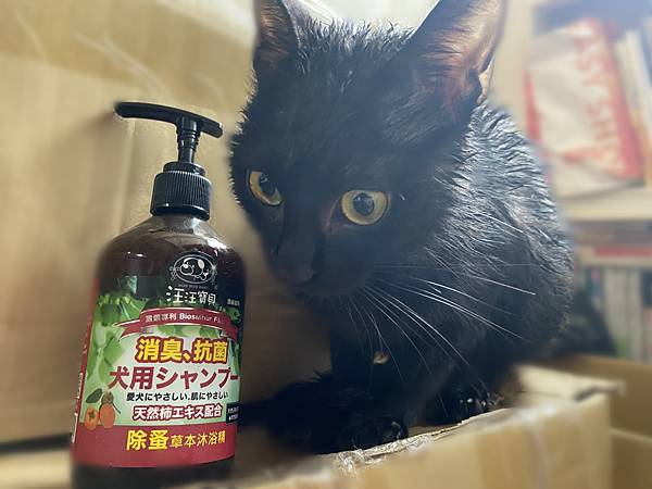 貓咪洗澡推薦_汪汪寶貝