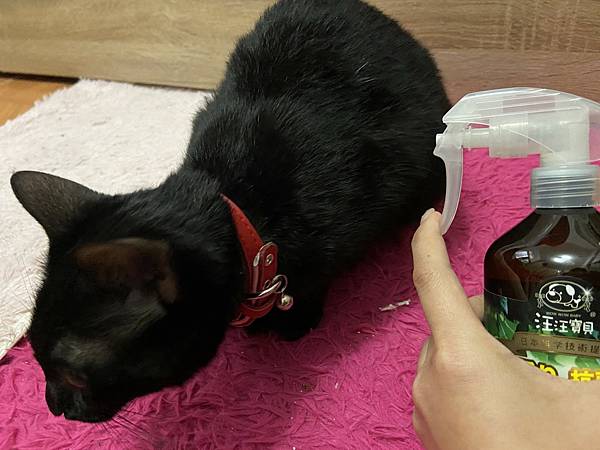 貓咪洗澡推薦_汪汪寶貝