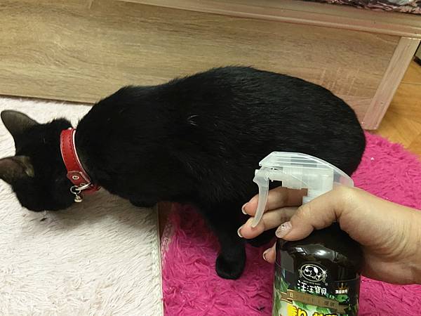 貓咪洗澡推薦_汪汪寶貝