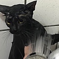 貓咪洗澡推薦_汪汪寶貝15.jpg