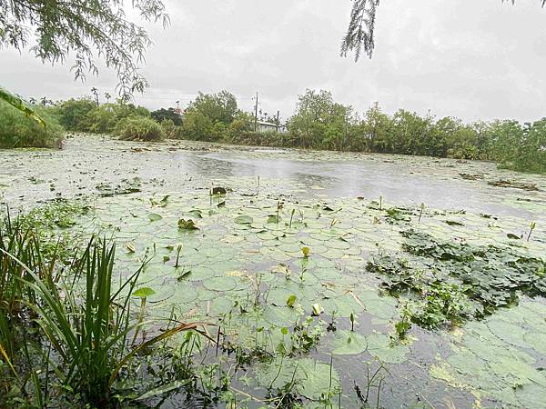 勝洋農場.結頭份社區.鐵牛力阿卡 (56).jpg