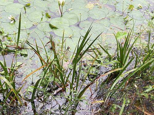 勝洋農場.結頭份社區.鐵牛力阿卡 (58).jpg