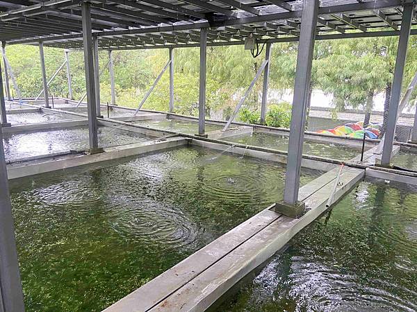 勝洋農場.結頭份社區.鐵牛力阿卡 (64).jpg