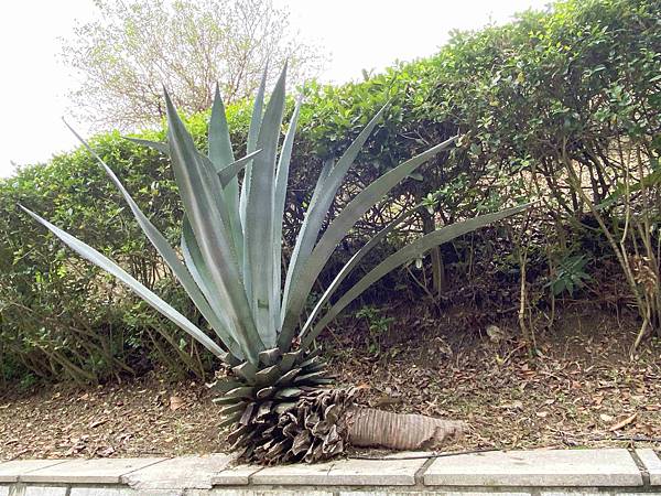 金山萬里溫泉美食之旅野柳汪汪地瓜園 (22).jpg