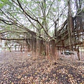 遇見幸福溫度.野柳.金山紅.富貴角燈塔 薯童謠 (14).jpg