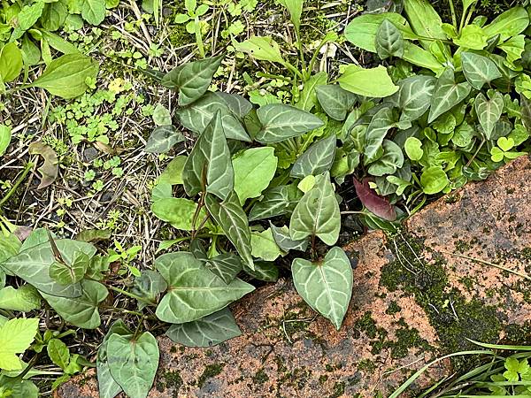 品位新北魅力農村平溪石碇 (4).jpg