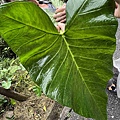 品位新北魅力農村平溪石碇(27).jpg