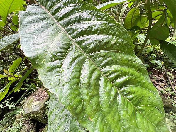 品位新北魅力農村平溪平碇 (87).jpg