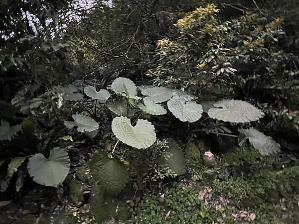 礁溪螢火蟲 (4).JPG