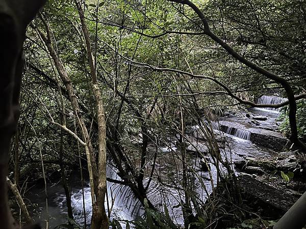 礁溪螢火蟲 (7).JPG