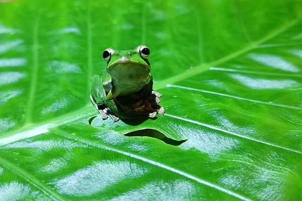 礁溪螢火蟲 (12).JPG