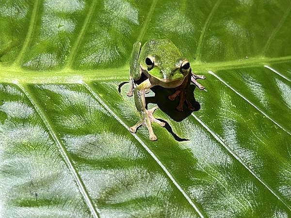 礁溪螢火蟲 (11).JPG