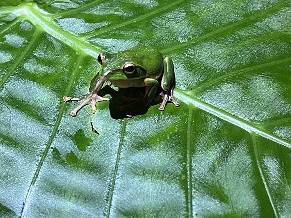 礁溪螢火蟲 (10).JPG