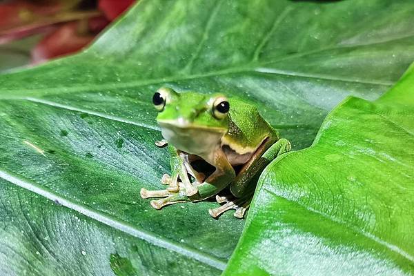 礁溪螢火蟲 (14).JPG