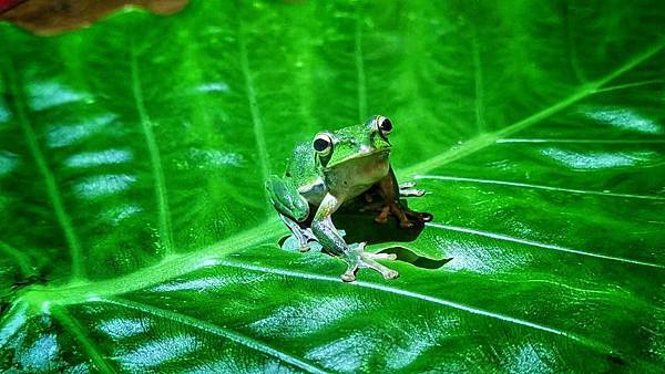 礁溪螢火蟲 (13).JPG