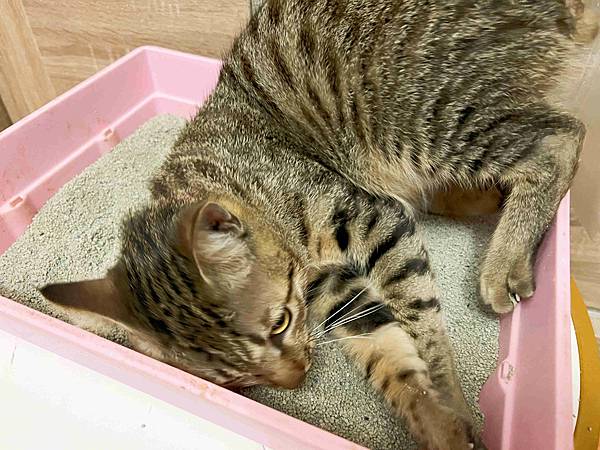 Gem‧淨天然無塵鈉基硅膠礦砂 (47).jpg