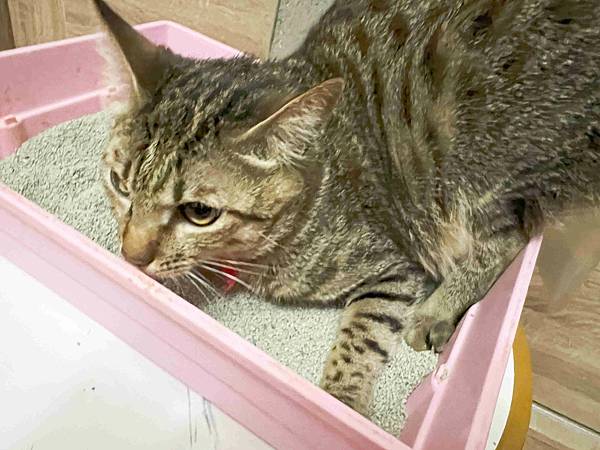 Gem‧淨天然無塵鈉基硅膠礦砂 (48).jpg