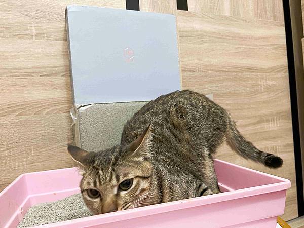 Gem‧淨天然無塵鈉基硅膠礦砂 (49).jpg