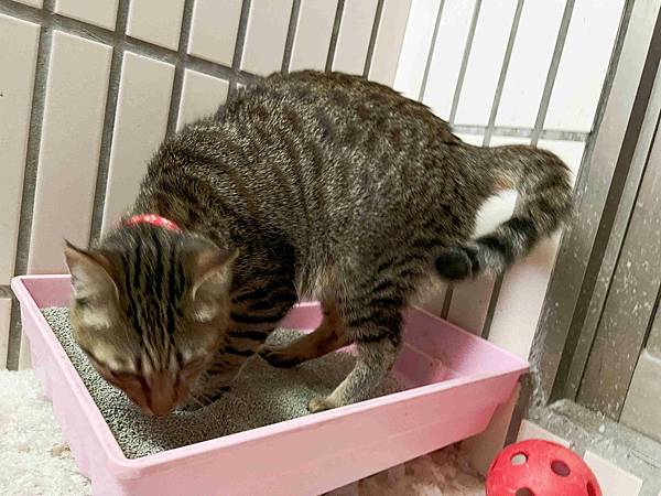 Gem‧淨天然無塵鈉基硅膠礦砂 (52).jpg