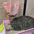喵喵便所 (27).jpg