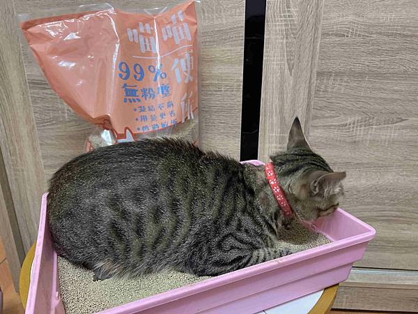 喵喵便所 (28).jpg