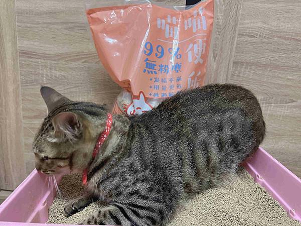 喵喵便所 (30).jpg