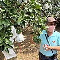 111年期間限定採文旦柚一日遊-柚見幸福 (22).jpg
