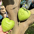 111年期間限定採文旦柚一日遊-柚見幸福 (26).jpg