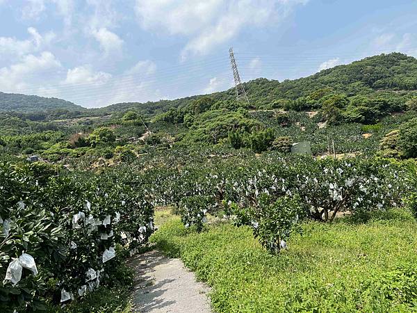 111年期間限定採文旦柚一日遊-柚見幸福 (30).jpg