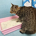 妮可露貓砂 (19).jpg