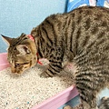 妮可露貓砂 (21).jpg