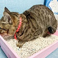妮可露貓砂 (23).jpg