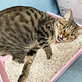 妮可露貓砂 (31).jpg