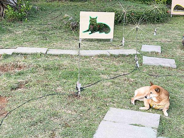 光映淡水喵的光波 (63).jpg