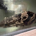 雙囍鍋物 (19).jpg