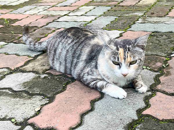 楓樺台一渡假村 (183).jpg