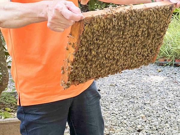 楓樺台一渡假村 (193).jpg