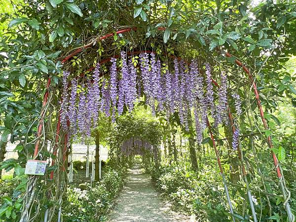 楓樺台一渡假村 (198).jpg