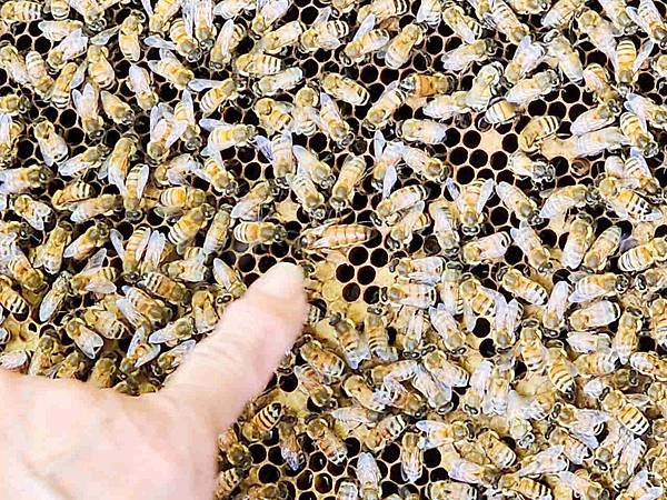 楓樺台一渡假村 (203).jpg