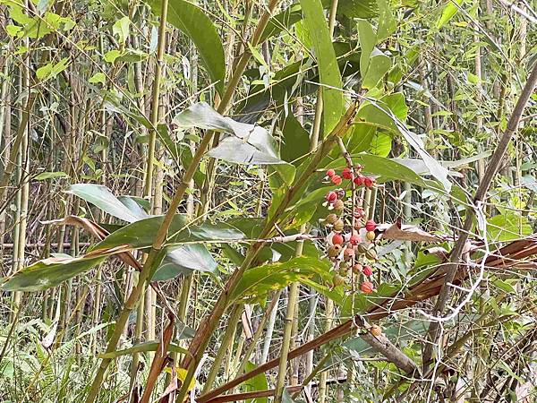 苗栗景點推薦獅潭仙草、後角烘培手作、幸福鐘樓、鐘樓古道、有機書店、獅生活減塑概念館、新店仙草、蜂蜜屋、獅潭教會、楓樹伯公廟、豬皮伯公廟、神秘小徑 (60).jpg