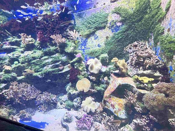 香港海洋公園 (25).jpg