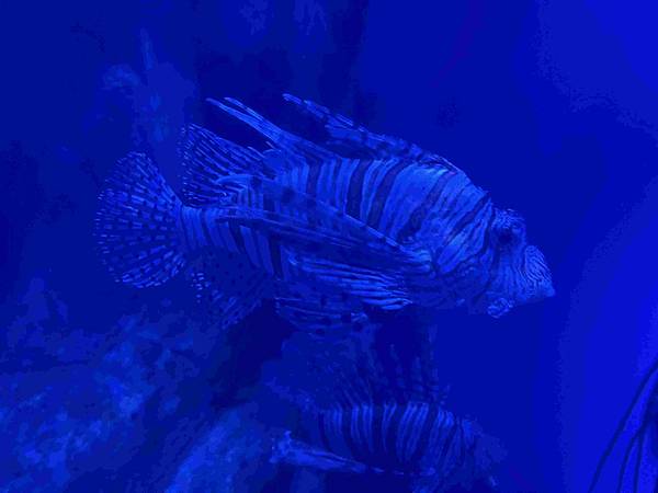 香港海洋公園 (26).jpg