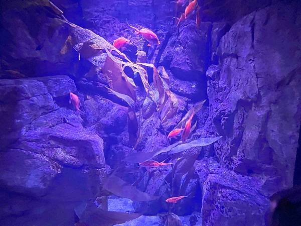 香港海洋公園 (32).jpg