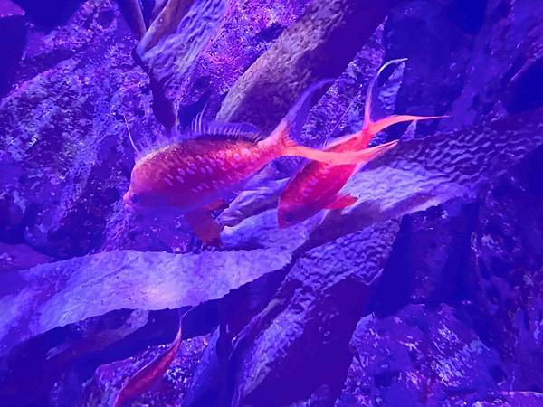 香港海洋公園 (33).jpg