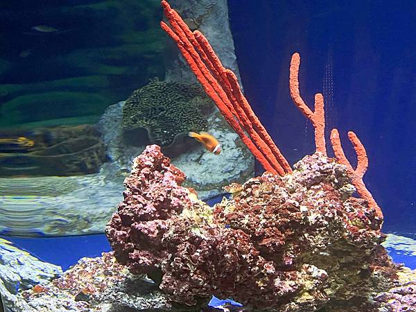 香港海洋公園 (34).jpg